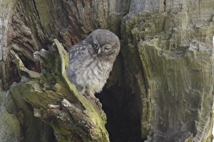 Nest Prints: Little Owl (Athene noctua) juvenile