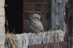 Little Owl (Athene noctua) juvenile, recently fledged, perched on barn door, Norfolk, England, July
