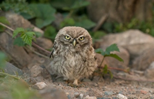 Owls Prints: Little Owl (Athene noctua) juvenile, standing on ground, Merseyside, England, September