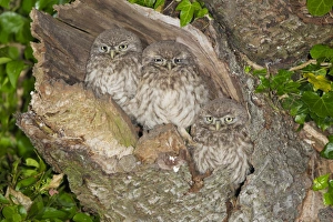 Little Owl (Athene noctua) three young, perched at nesthole entrance at night, Oxfordshire, England, June