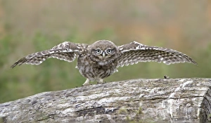 Spreading Prints: Little Owl (Athene noctua) young