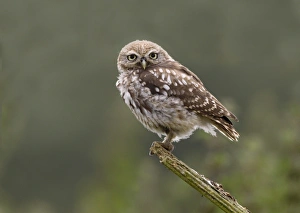 Little Owl (Athene noctua) young, perched on rotting wooden plank, Leicestershire, England, july