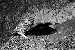 Owls Prints: Little Owl - Doldowlod Wales. Taken by Eric Hosking in 1938