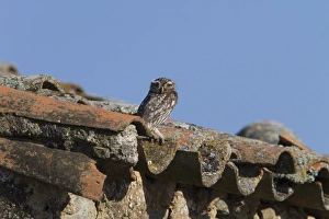 Little Owl on old tiled roof