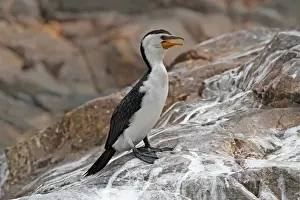 Pants Prints: Little Pied Cormorant (Phalacrocorax melanoleucos) adult