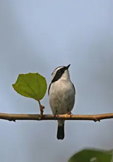 Fly Catcher Prints: Little Pied Flycatcher (Ficedula westermanni) adult male