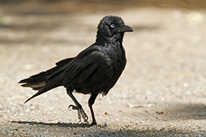 Corvids Prints: Little Raven (Corvus mellori) adult, walking on ground, Uluru-Kata Tjuta N. P
