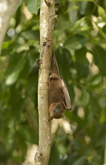 Roost Prints: Little Red Flying Fox (Pteropus scapulatus) adult