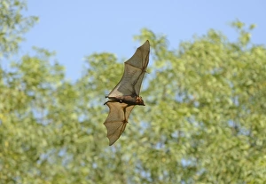 Little Red Flying Fox (Pteropus scapulatus) adult, in flight during daytime, Queensland, Australia, November