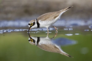 Plovers Prints: Little Ringed Plover (Charadrius dubius) adult, feeding in shallow water, Bulgaria, may