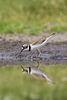 Little Ringed Plover (Charadrius dubius) adult, feeding at edge of water, Bulgaria, may