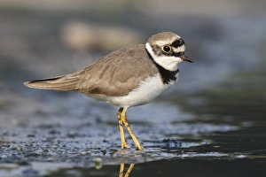 Little Ringed Plover (Charadrius dubius) adult, breeding plumage, standing on mud, Hong Kong, China, October