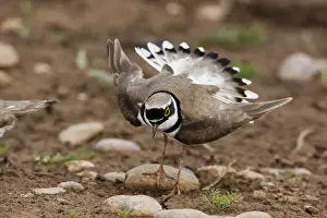 Little Ringed Plover (Charadrius dubius) adult male, summer plumage, displaying, Midlands, England, june
