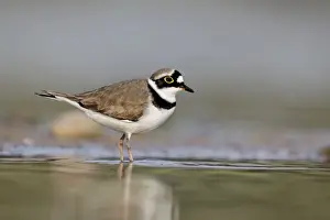 Little Ringed Plover (Charadrius dubius) adult male, summer plumage, standing in shallow water, Midlands, England, april