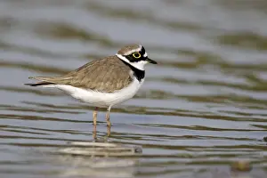 Little Ringed Plover (Charadrius dubius) adult male, summer plumage, standing in shallow water, Midlands, England, april