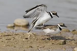 Little Ringed Plover (Charadrius dubius) adult pair, summer plumage, mating, Midlands, England, april