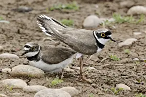 Little Ringed Plover (Charadrius dubius) adult pair, summer plumage, displaying, Midlands, England, june