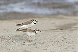 Little Ringed Plover (Charadrius dubius) adult pair, mating, Bulgaria, may