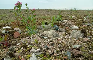 Little Ringed Plover (Charadrius dubius) two chicks and eggs, camouflaged at nest, Merseyside, England, june