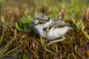 Little Ringed Plover (Charadrius dubius) day-old chick, sitting on moss, Norfolk, England, June