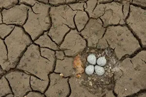 Plovers Prints: Little Ringed Plover (Charadrius dubius) four eggs in nest