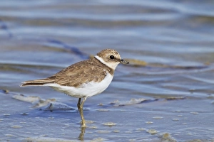 Little Ringed Plover (Charadrius dubius) juvenile, standing on mud in shallow water, Camargue, Bouches-du-Rhone