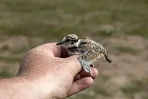 Hand Prints: Little Ringed Plover chick being held before a BTO bird ring is fixed on its legs