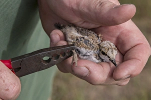 Ring Prints: Little Ringed Plover chick about a week old, having a BTO bird ringed put on its leg