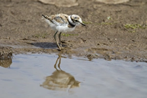 Little Ringed Plover chick about a week old