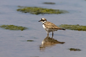 Plovers Prints: Little Ringed Plover - Deepdale Marsh, Norfolk