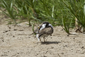 Little Ringed Plover preening