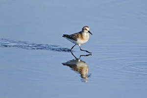 Running Prints: Little Stint (Calidris minuta) juvenile