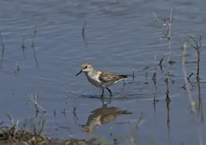 Little Prints: Little Stint, palearctic migrant in the Okavango Delta Botswana