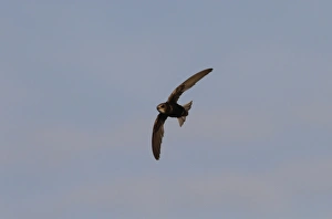 Little Prints: Little Swift in flight, Sanlucar de la Barrameda, Spain