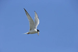 Seabird Prints: Little Tern (Sterna albifrons) adult, breeding plumage, in flight, Lesvos, Greece, May