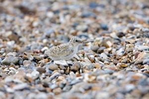 Terns Prints: Little Tern (Sterna albifrons) chick
