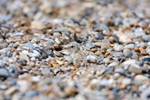 Little Tern (Sterna albifrons) chick, camouflaged on shingle beach, Minsmere RSPB Reserve, Suffolk, England, july