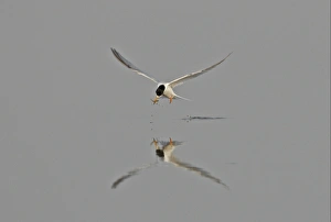 Caught Prints: Little Tern (Sterna albifrons sinensis) adult