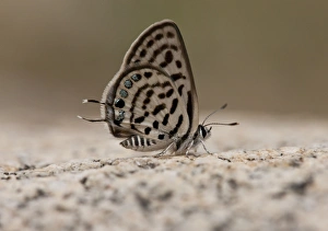 Southeastern Europe Prints: Little Tiger Blue (Tarucus balkanicus) adult