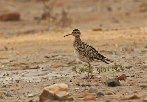 Mudflat Prints: Little Whimbrel (Numenius minutus) adult