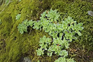 Alpines Prints: Livelong Saxifrage (Saxifraga paniculata) growing on slope, Italy, june