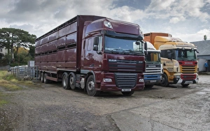 Transports Prints: Livestock lorries unloading at market