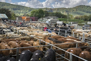Livestock market, beef cattle in pens ready for sale, Llanrwst Cattle Mart, Llanrwst, Conwy, North Wales, October