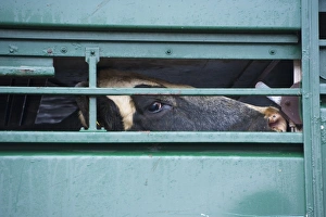 Trailer Prints: Livestock market, cull dairy cow