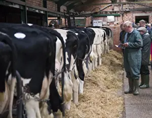 Ring Prints: Livestock market, dairy cows ready to enter auction ring