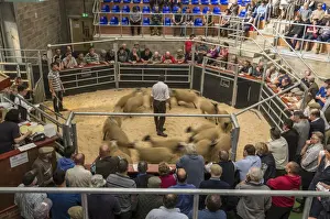 Flock Prints: Livestock market, mule lambs moving around auction ring in circle as they are sold