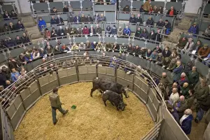 Farmer Prints: Livestock market, selling beef cow and calf in auction ring