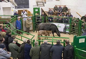 Farmer Prints: Livestock market, selling cow and calf in auction ring