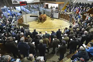 Farmer Prints: Livestock market, selling Luing beef cattle in auction ring