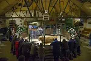 Ring Prints: Livestock market, selling OTM (over thirty month) Highland cow in auction ring